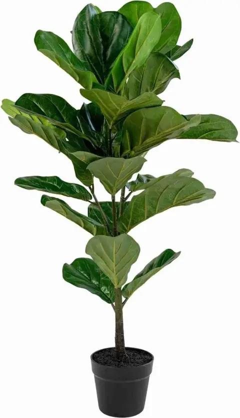Geigenfeigen Baum H 100 cm, grün aus Polyester