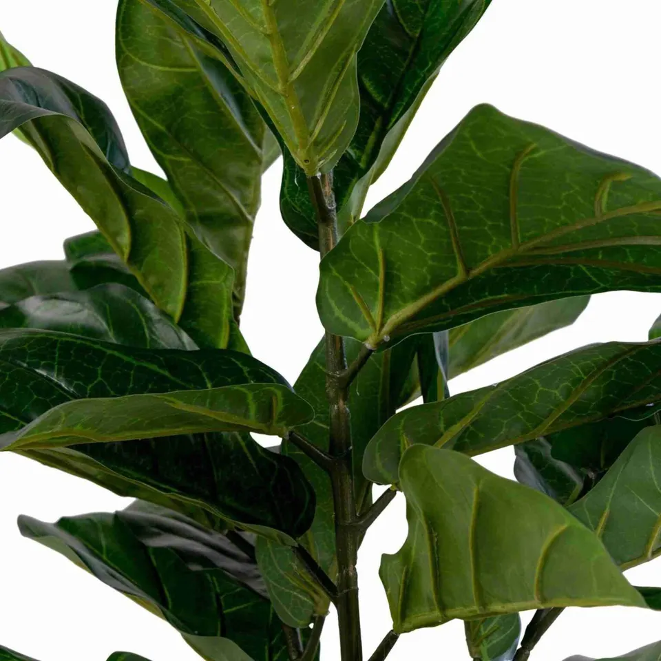 Geigenfeigen Baum H 100 cm – Ansicht 2