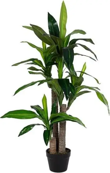 Pflanze Dracena H 110, Grün aus Äste