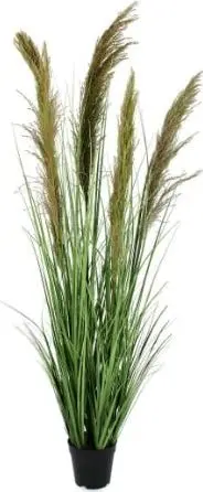 Pflanze Carine Pampas H 145, Grün