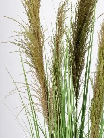 Pflanze Carine Pampas H 145, Grün – Ansicht 2 – Ansicht 2