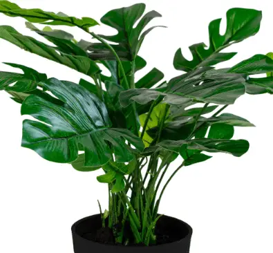 Kunstpflanze Monstera grün H 45 aus PE – Kunststoff – Ansicht 2 – Ansicht 2