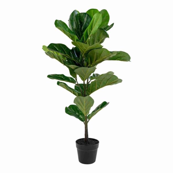 Geigenfeigen Baum mit einer Höhe von 100 cm, ideal für die Innenraumbegrünung und als dekoratives Element in jedem Zuhause.