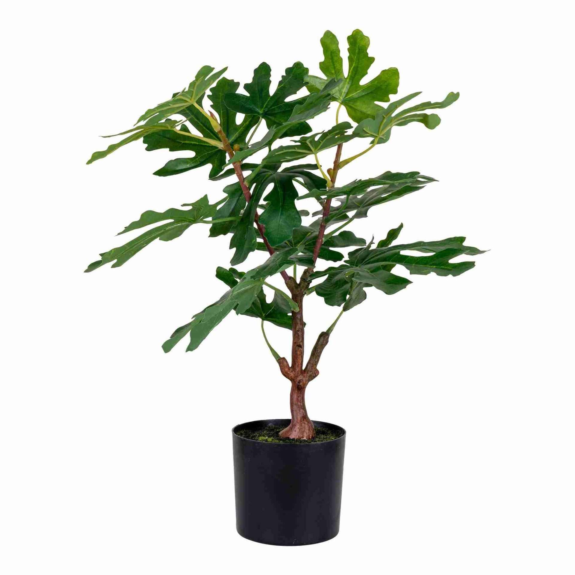 Kunstpflanze Feige 50 cm - by Gloria home