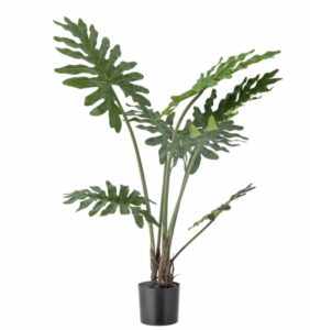 Philodendron Pflanze mit üppigem grünem Blattwerk in dekorativem Topf, ideal für Innenräume und als Zimmerpflanze.