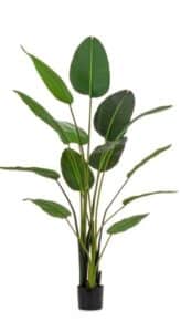 Pflanze Strelitzia mit grünen Gummiblättern Höhe 185 cm elegant und dekorativ