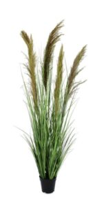 Pflanze Carine Pampas H 145 dekorative hohe Pampasgras Zimmerpflanze elegant