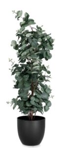 Pflanze Eukalyptus Höhe 90 cm grüne dekorative Zimmerpflanze