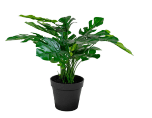 Kunstpflanze Monstera grün Höhe 45 cm realistisch pflegeleicht dekorativ