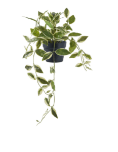 Kunstpflanze Hoya Carn 33 cm Höhe realistische grüne Blätter langlebige Dekoration für Innenräume